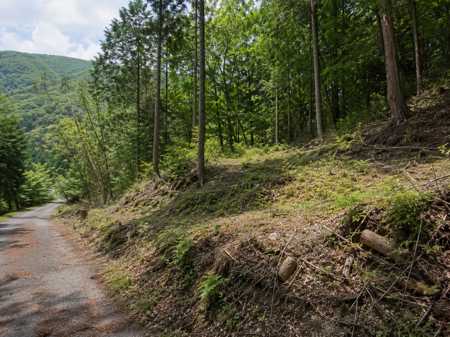 活用前の山林・未利用地